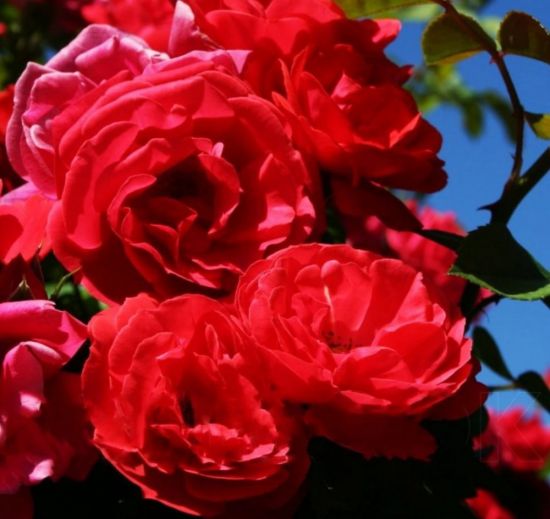 Роза плетистая красный маяк (35 фото)