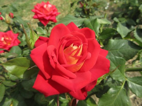Роза рамукан (40 фото)
