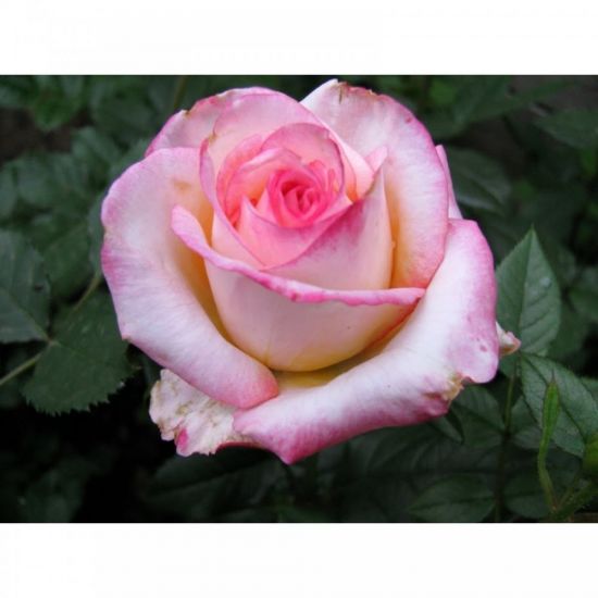 Роза мархенланд (33 фото)