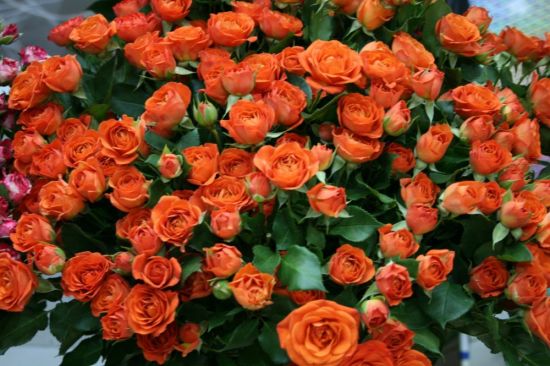 Роза кустовая фаерфокс (43 фото)
