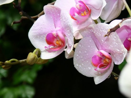 Карликовая орхидея (29 фото)