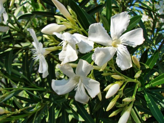 Белый олеандр цветок (39 фото)