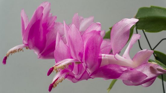 Декабрист цветок (22 фото)