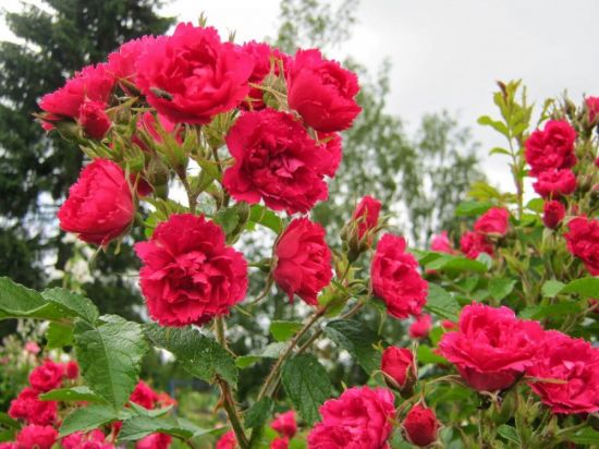 Роза орион (42 фото)