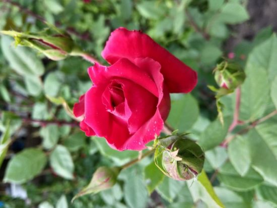 Роза аллевья (43 фото)
