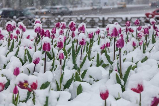 Весна тюльпаны снег (41 фото)