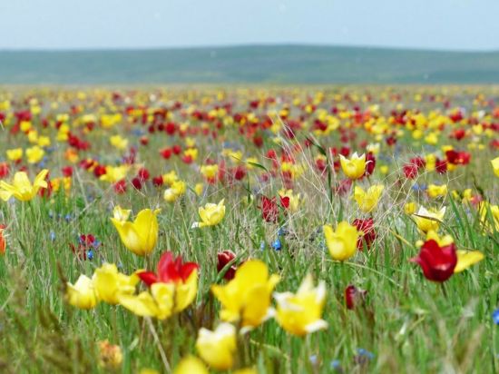 Степной тюльпан (35 фото)