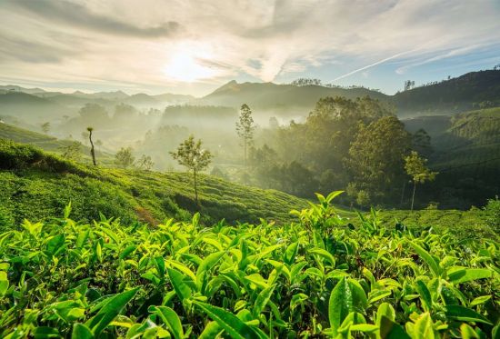 Чайные плантации (24 фото)