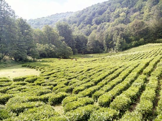 Чайные плантации сочи (32 фото)