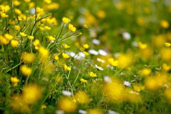 Желтый полевой цветок (35 фото)