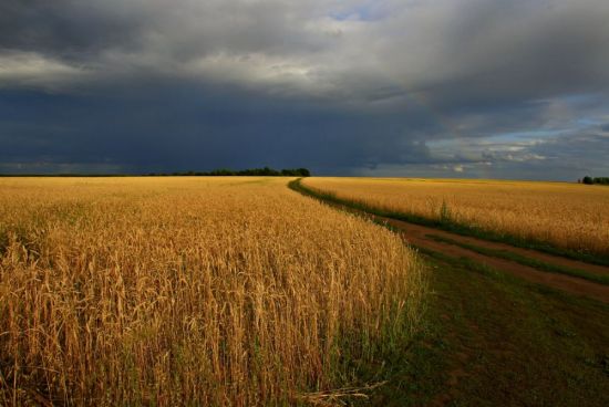 Лрнц русское поле (38 фото)