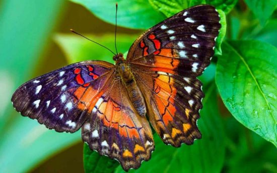 Красивые бабочки (42 фото)