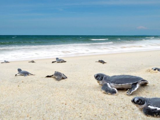 Унаватуна пляж с черепахами (38 фото)