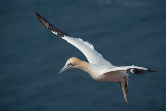 Альбатрос и пеликан (37 фото)