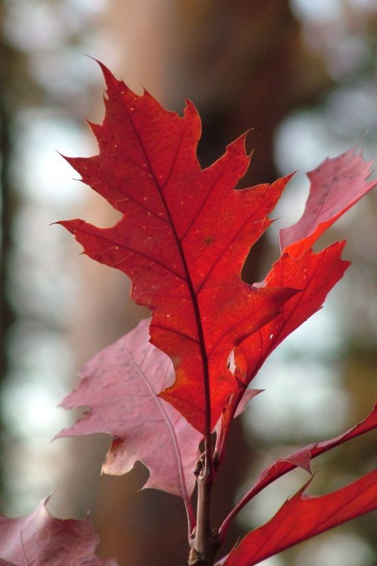 Красный кленовый лист (35 фото)