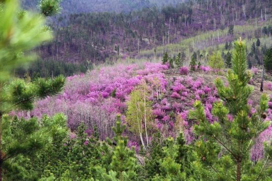 Багульник в бурятии (40 фото)