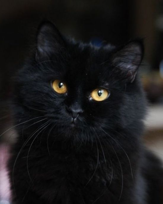 Черный пушистый кот (31 фото)