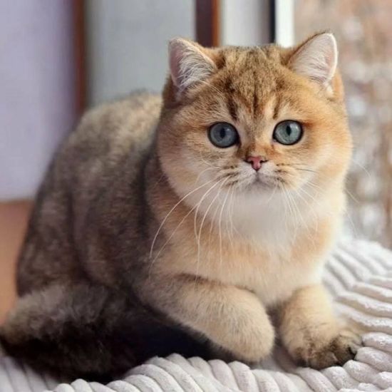 Золотая шиншилла кошка (32 фото)