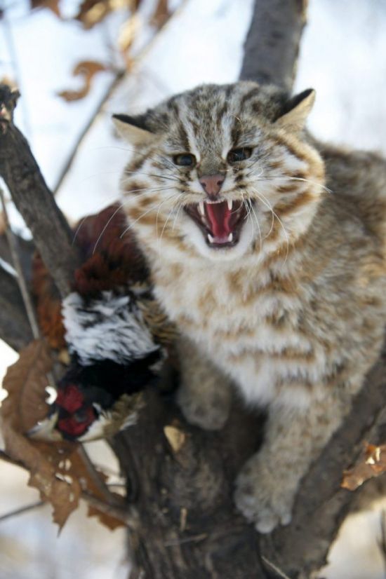 Амурский лесной кот (37 фото)