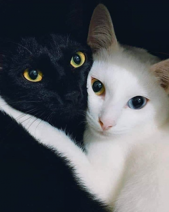 Черная кошка белый кот (32 фото)