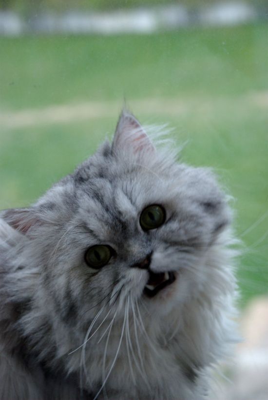 Персидская шиншилла кошка (36 фото)