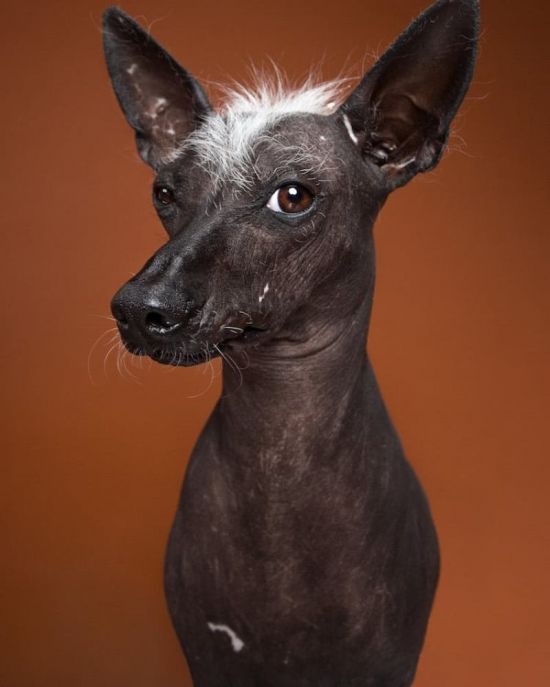 Мексиканская лысая собака (35 фото)