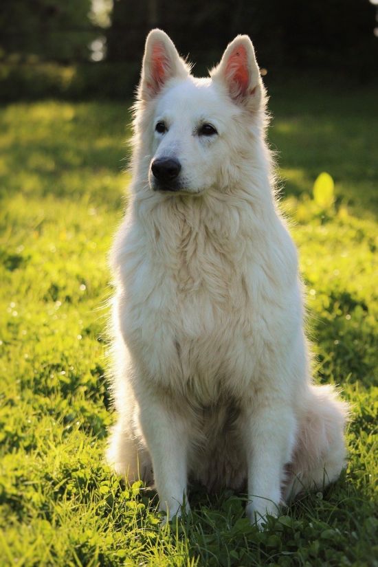 Белая собака порода (35 фото)