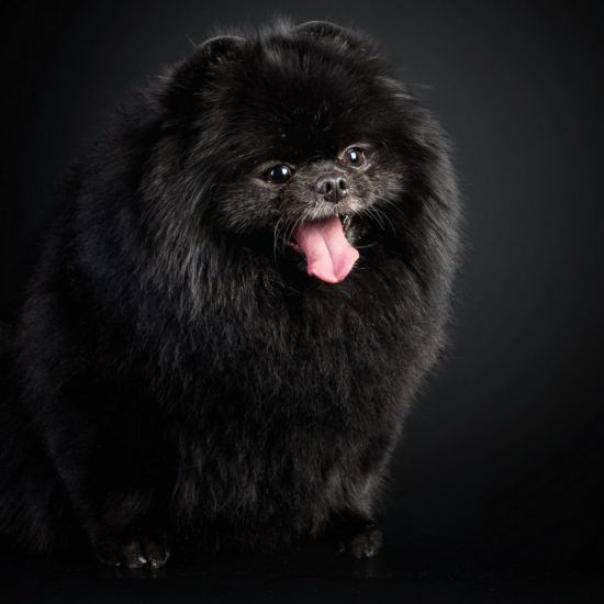 Большая черная собака порода (30 фото)