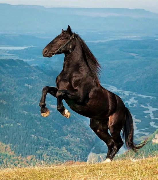 Кабардинская лошадь (32 фото)
