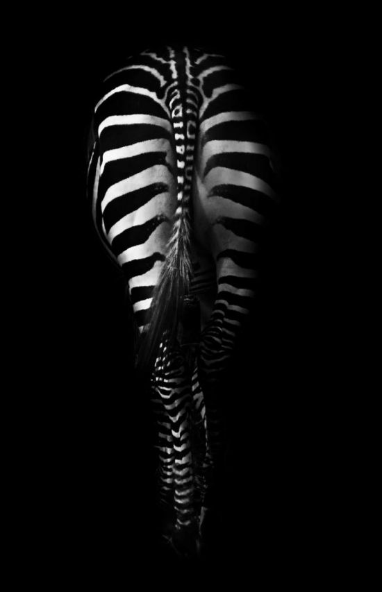Черная зебра (35 фото)