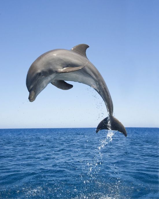 Черноморский дельфин (39 фото)