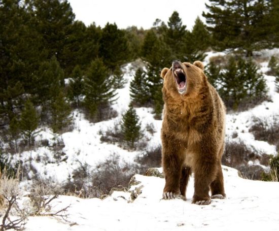 Канадский медведь (35 фото)