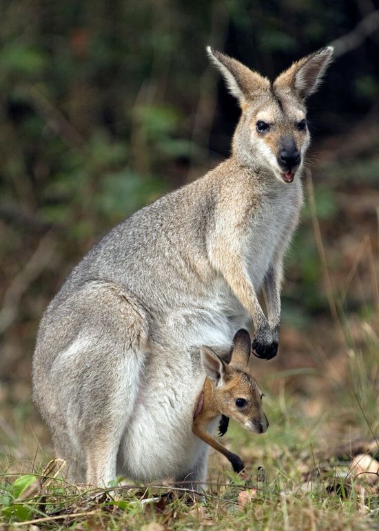 Маленький кенгуру (37 фото)
