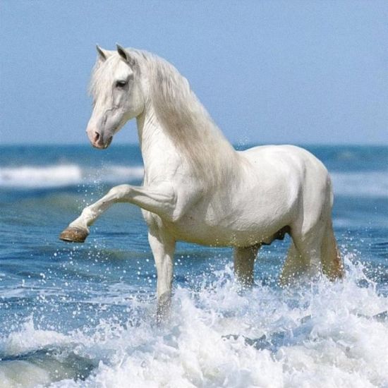 Белая лошадь (33 фото)
