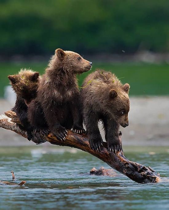 Камчатский медведь (41 фото)