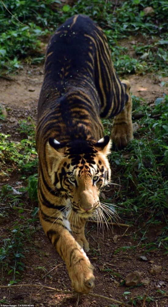Индийский тигр (32 фото)