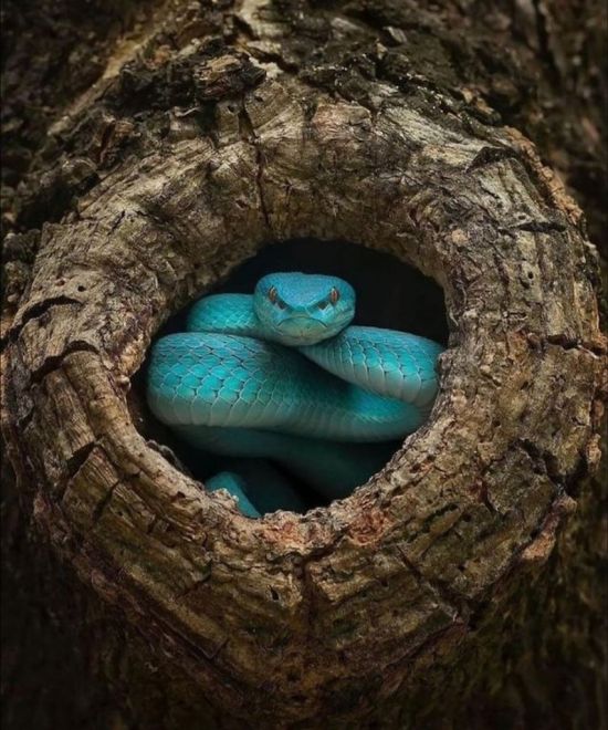 Древесная змея (30 фото)