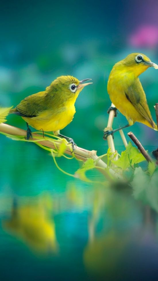 Желтая птица (30 фото)