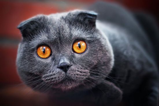 Британский вислоухий кот (37 фото)