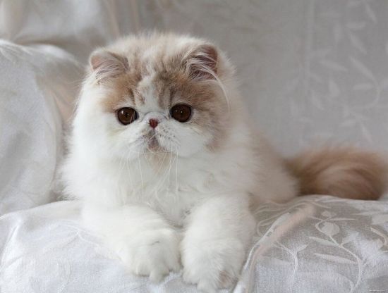 Персидская кошка (36 фото)