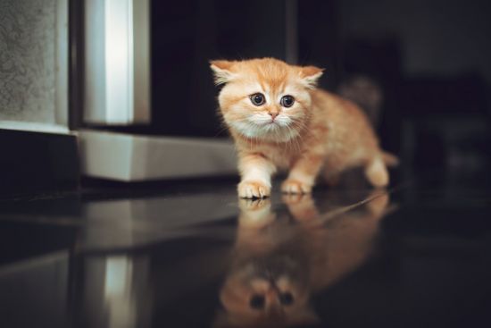 Рыжий котенок (42 фото)