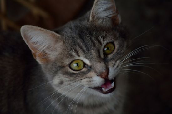 Европейский короткошерстный кот (19 фото)