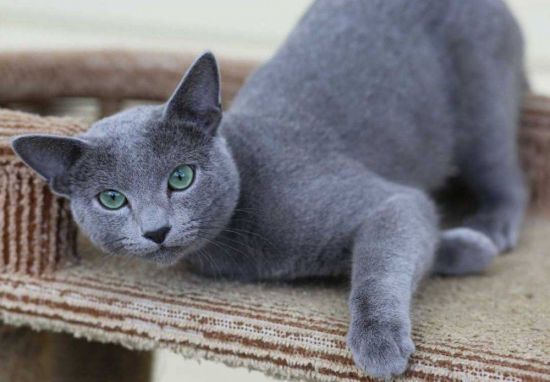 Русские породы кошек (33 фото)