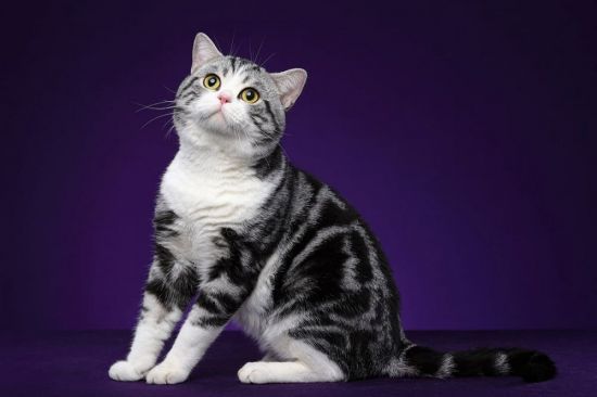 Американский короткошерстный кот (32 фото)