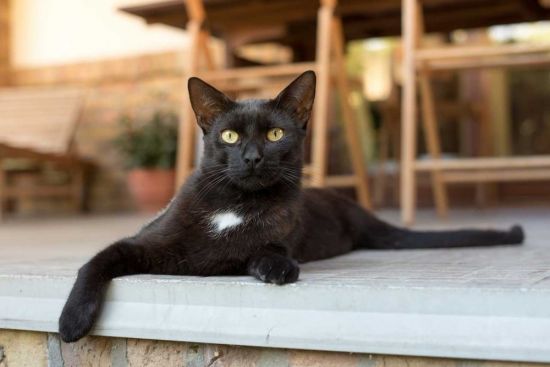 Бомбейский кот (34 фото)