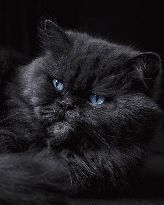 Черный британец кот (32 фото)