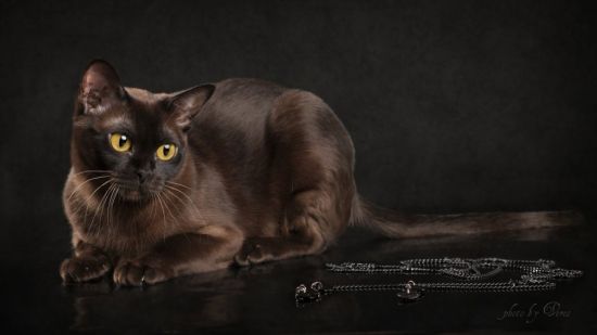 Бурма кошка (36 фото)