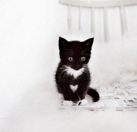 Черно белый котенок (33 фото)