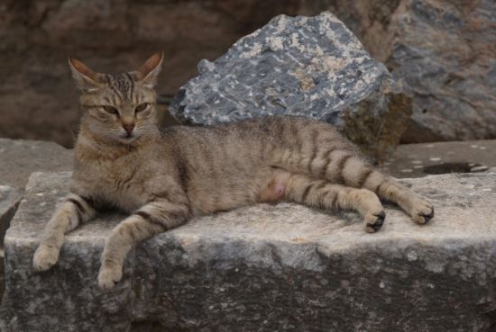 Анатолийский кот (35 фото)