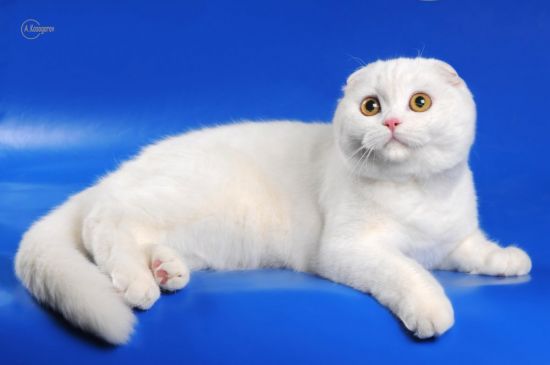 Белый шотландский кот (37 фото)